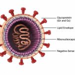hantavirus