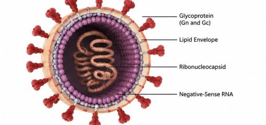 hantavirus